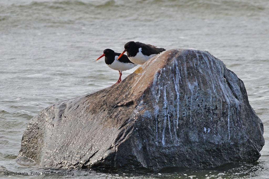 Strandskata